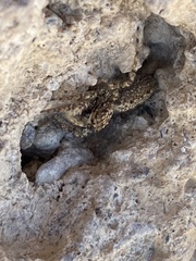 Platycryptus