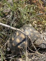 Testudo marginata