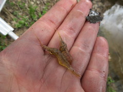 Palaemon kadiakensis