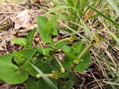 Aristolochia pallida