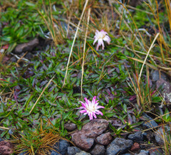 Hypochaeris sessiliflora
