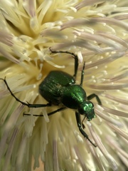 Trichiotinus lunulatus