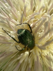 Trichiotinus lunulatus