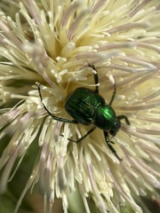 Trichiotinus lunulatus