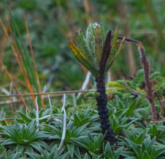 Linochilus rupestris