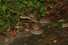 Protobothrops flavoviridis