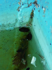 Hydrochara affinis