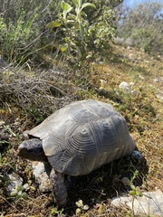Testudo marginata