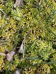 Subsecunda