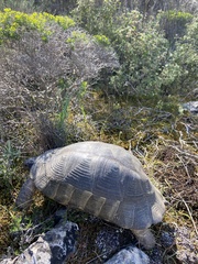 Testudo marginata