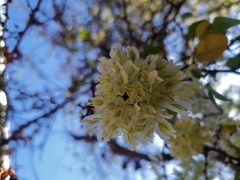 Chionanthus