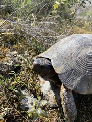 Testudo marginata
