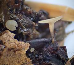 Moellerodiscus capillipes