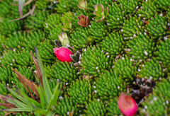 Disterigma empetrifolium