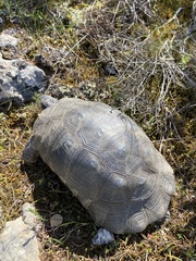 Testudo marginata