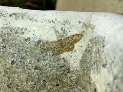 Idaea contiguaria