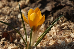 Crocus olivieri balansae