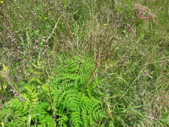 Chaerophyllum villarsii