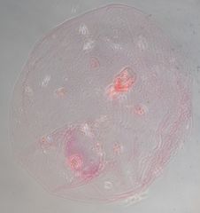 Russellaspis pustulans