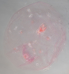 Russellaspis pustulans