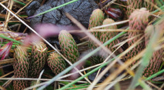 Phlegmariurus crassus