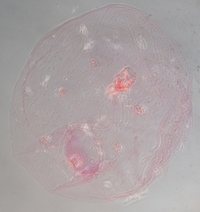 Russellaspis pustulans