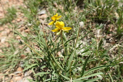 Senna pumilio