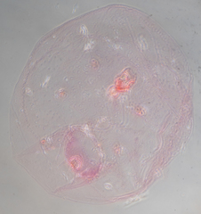 Russellaspis pustulans