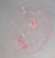 Russellaspis pustulans