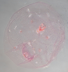 Russellaspis pustulans