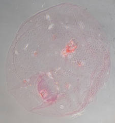 Russellaspis pustulans