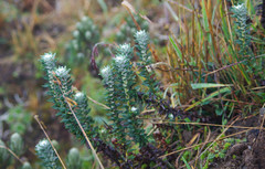 Lasiocephalus ovatus