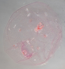 Russellaspis pustulans