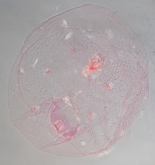 Russellaspis pustulans