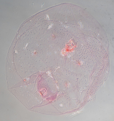 Russellaspis pustulans