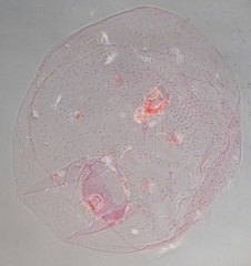 Russellaspis pustulans