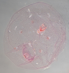 Russellaspis pustulans