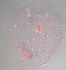 Russellaspis pustulans