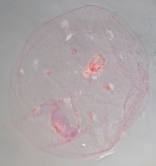 Russellaspis pustulans