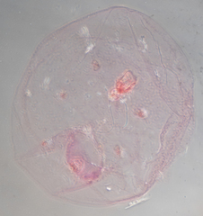 Russellaspis pustulans