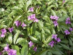 Cardamine glanduligera