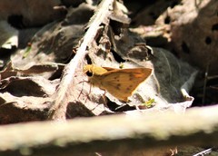 Polites vibex praeceps