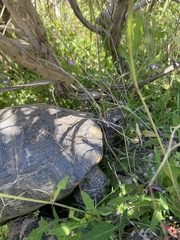 Testudo marginata
