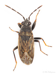 Peritrechus geniculatus