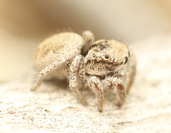 Habronattus arcalorus