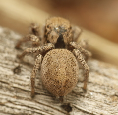 Habronattus arcalorus