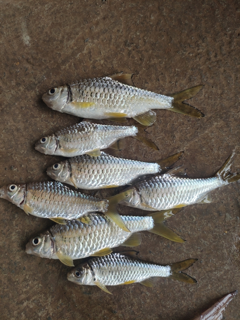 Mystacoleucus greenwayi