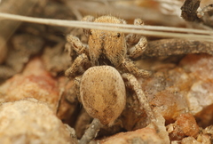 Habronattus arcalorus