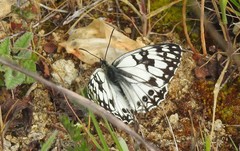 Melanargia occitanica