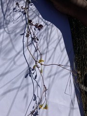 Cineraria lyratiformis